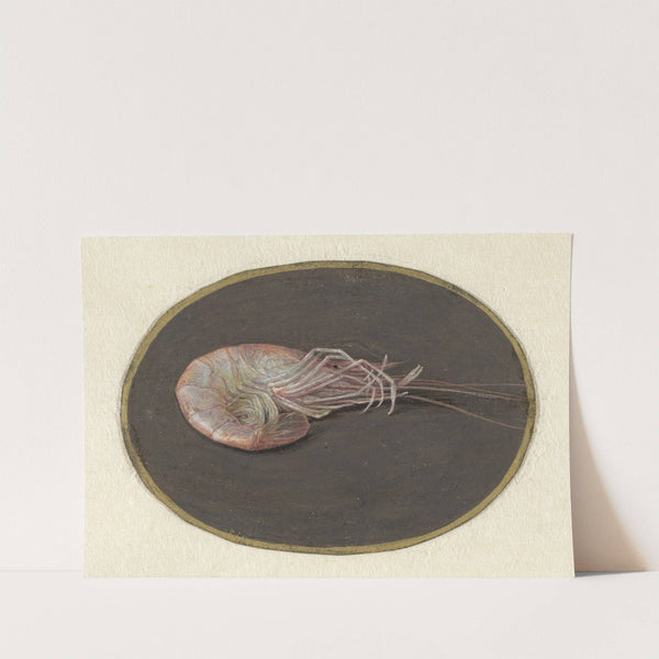 Garnaal by Jan Augustin van der Goes