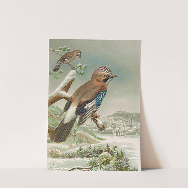 Garrulus glandarius by Johann Friedrich Naumann