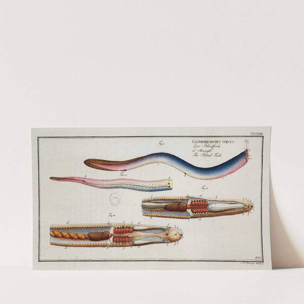 Gastrobranchus coecus, The Blind-Fish. (1785-1797) by Marcus Elieser Bloch