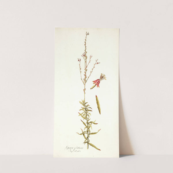 Gaura fruticosa by Nikolaus Joseph Freiherr von Jacquin