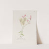 Gaura by S. Fred Prince
