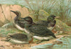 Gavia arctica (L.), Polar-Seetaucher
