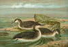 Gavia arctica (L.), Polar-Seetaucher.