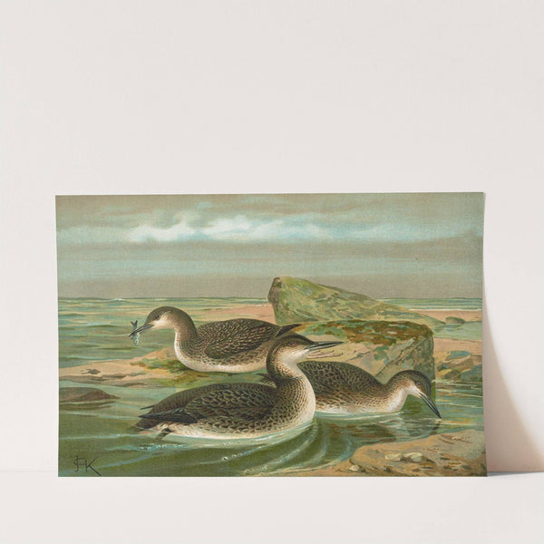 Gavia arctica (L.), Polar-Seetaucher. by Johann Friedrich Naumann