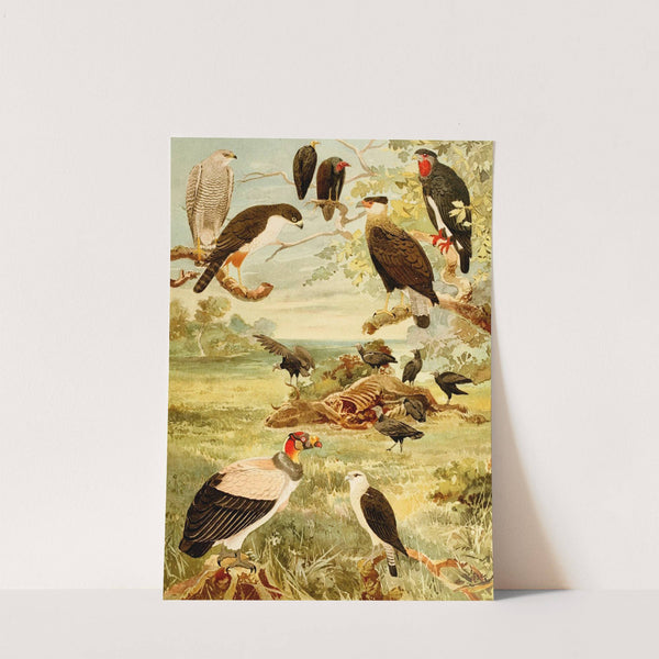 Gaviões by Emil August Göldi