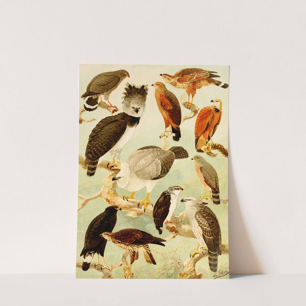 Gaviões II by Emil August Göldi