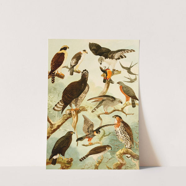 Gaviões III by Emil August Göldi