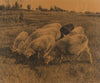Gazing Sheep