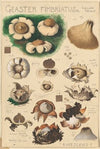 Geaster fimbriatus (1915-1945)