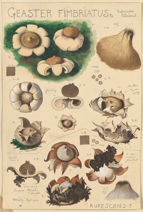 Geaster fimbriatus (1915-1945)
