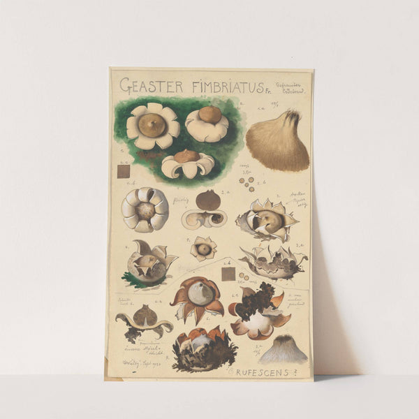 Geaster fimbriatus (1915-1945) by Hans Walty