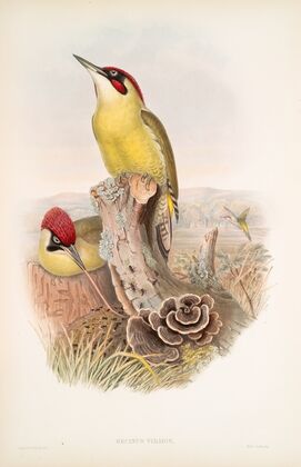 Gecinus viridis. Green Woodpecker, or Yaffle. (1862-1873)