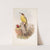 Gecinus viridis. Green Woodpecker, or Yaffle. (1862-1873) by John Gould