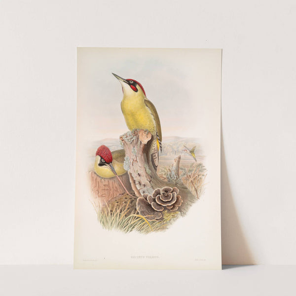 Gecinus viridis. Green Woodpecker, or Yaffle. (1862-1873) by John Gould