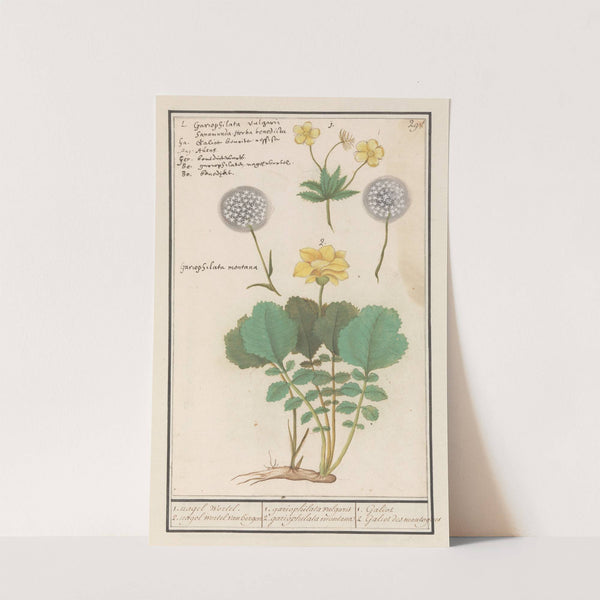 Geel nagelkruid (Geum urbanum) en Alpen geel nagelkruid (Geum montanum) (1596-1610) by Anselmus Boëtius de Boodt