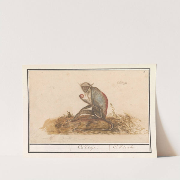 Geelgroene meerkat (Chlorocebus sabaeus) Callitrijx. Callitriche (1596-1610) by Anselmus Boëtius de Boodt