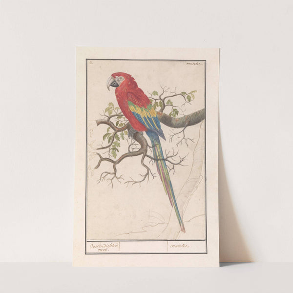 Geelvleugelara (Ara macao) (1596-1610) by Anselmus Boëtius de Boodt