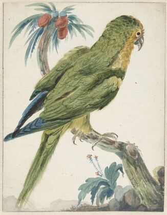 Geelvoorhoofd parkiet (Bolborhyuchus aurifrons) (1650 - 1719)