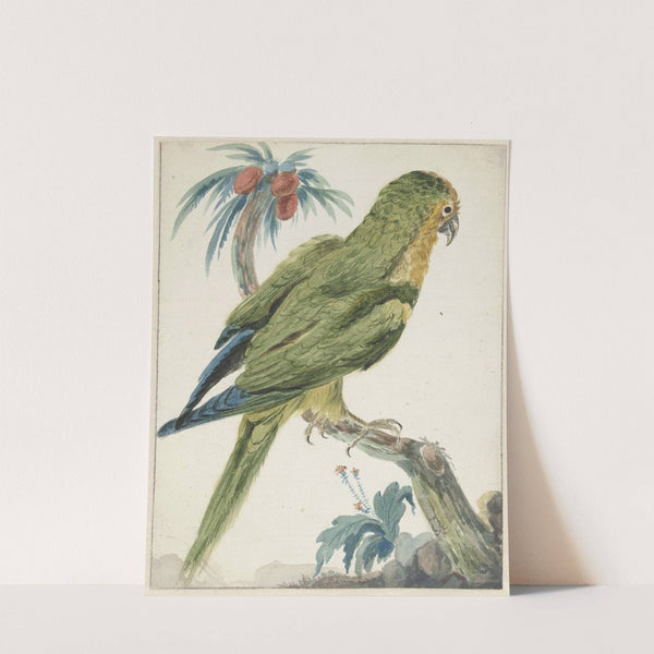 Geelvoorhoofd parkiet (Bolborhyuchus aurifrons) (1650 - 1719) by Jan Weenix