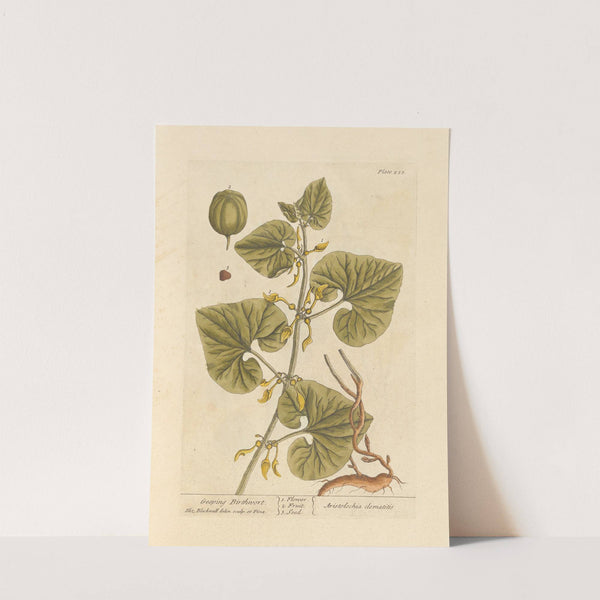 Geeping birthwort by Elizabeth Blackwell