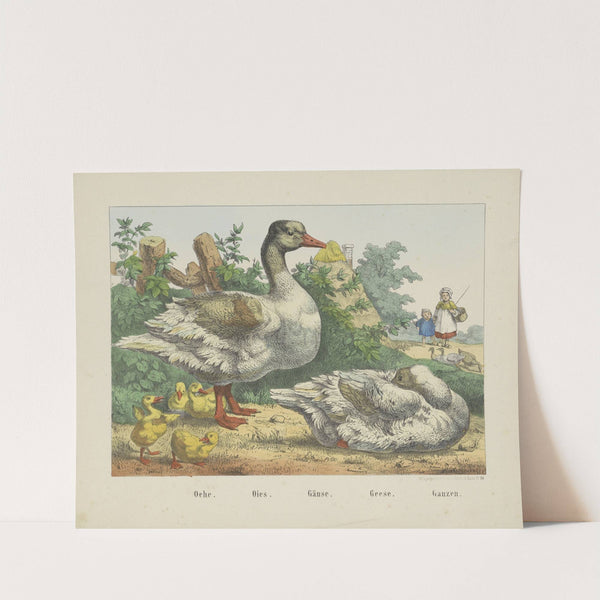 Geese (1829-1880) by Joseph Scholz