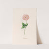 Geftambte rose (1692) by Magdelena Rosina Funck