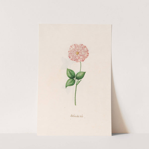 Geftambte rose (1692) by Magdelena Rosina Funck