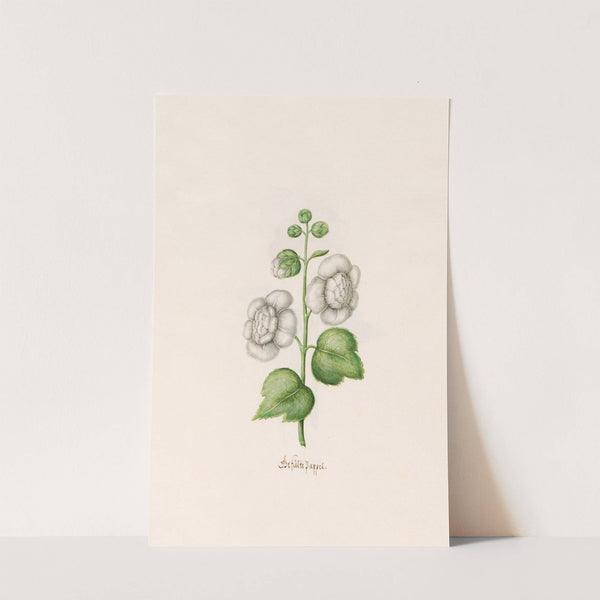 Gefülte Pappel (1692) by Magdelena Rosina Funck