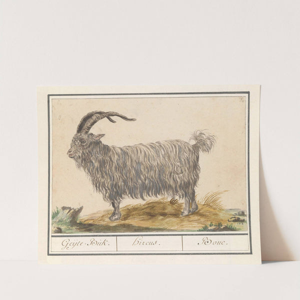 Geit (Capra hircus) Geijte-Buk Hircus Bouc (1596-1610) by Anselmus Boëtius de Boodt