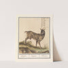 Geit (Capra hircus) Geijte Capra Chevre (1596-1610) by Anselmus Boëtius de Boodt