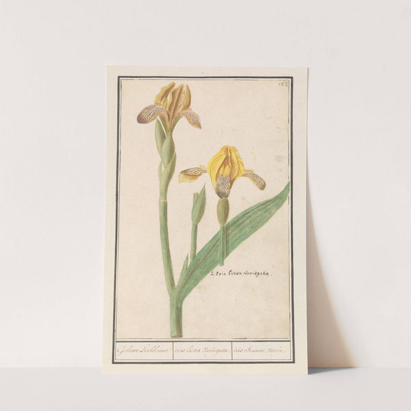 Gele lis (Iris pseudacorus) Geluwe Lisbloeme iris lutea Variegata. iris Jeaune variée (1596-1610) by Anselmus Boëtius de Boodt