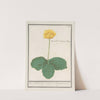 Gele plomp (Nuphar lutea) Water Gouds bloeme. Ranunculus lusitanus Clusii. renoncule de marais (1596-1610) by Anselmus Boëtius de Boodt