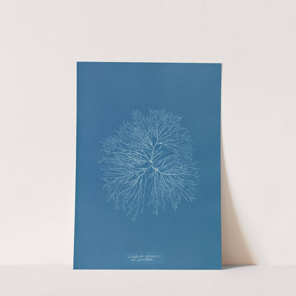 Gelideum corneum var. pinnatum by Anna Atkins