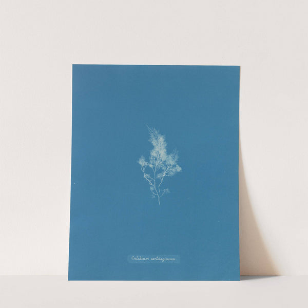 Gelidium cartilagineum by Anna Atkins