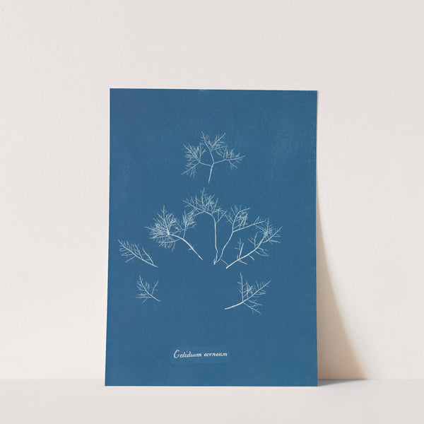 Gelidium corneum by Anna Atkins