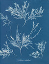 Gelidium rostratum