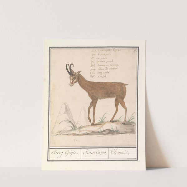 Gems (Rupicapra rupicapra) Berg Geijte. Rupi Capra Chamois (1596-1610) by Anselmus Boëtius de Boodt