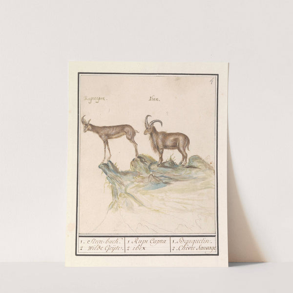 Gems (Rupicapra rupicapra) en Alpensteenbok (Capra ibex) 1. Steen-buck. 2. Wilde Geijte. (1596-1610) by Anselmus Boëtius de Boodt