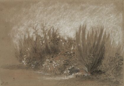 Genets et Ronces (Broom and Brambles) (1860s)
