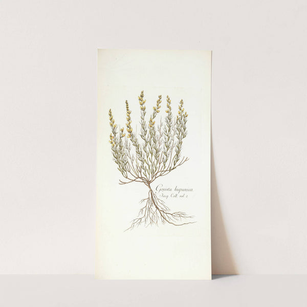 Genista hispanica by Nikolaus Joseph Freiherr von Jacquin