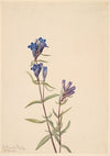 Bourgeau Rose (Rosa bourgeauiana) (1923)
