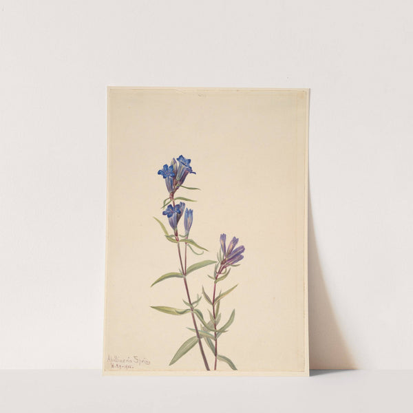 Gentian (Gentiana affinis) (1915) by Mary Vaux Walcott