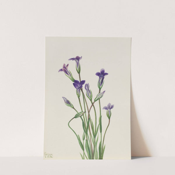 Gentian (Gentiana holopetala) (1936) by Mary Vaux Walcott