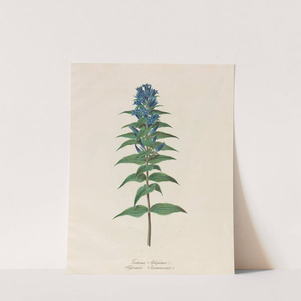 Gentiana Asclepiadea (1797–1810) by Petr Martynovich Gofman