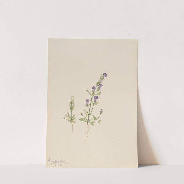 Gentiana propingua (1916) by Mary Vaux Walcott