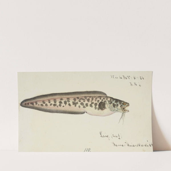 Genypterus sp : Ling (1868) by Frank Edward Clarke