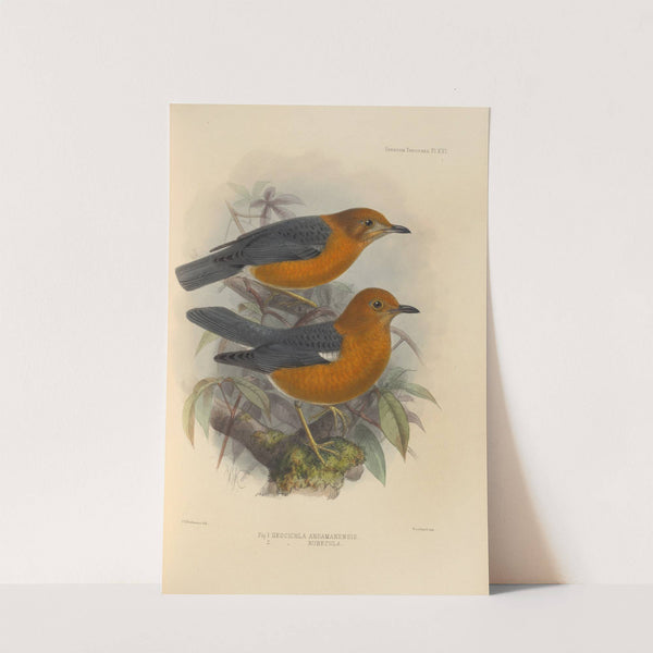 Geocichla Andamanensis, Geocichla Rubecula (1899-1902) by Henry Seebohm