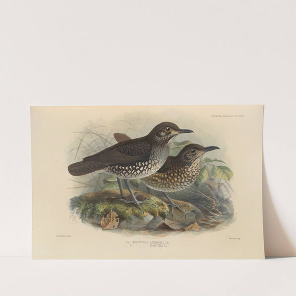Geocichla Andromedae, Geocichla Marginata (1899-1902) by Henry Seebohm