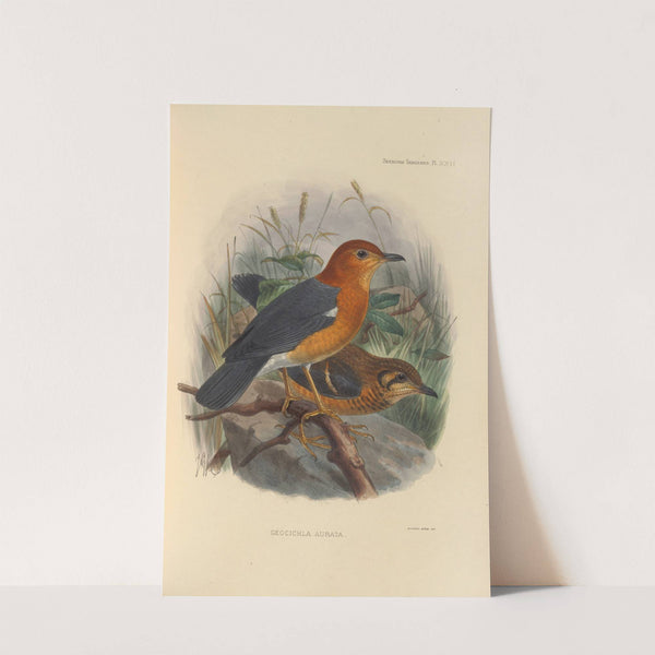 Geocichla Aurata (1899-1902) by Henry Seebohm