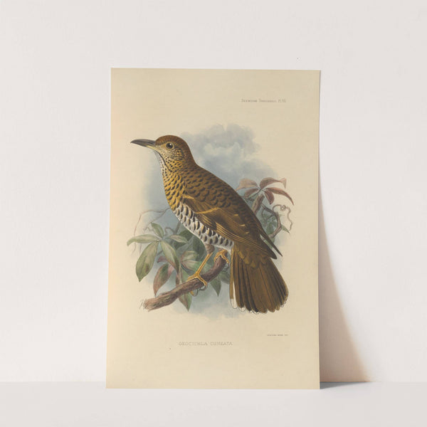 Geocichla Cuneata (1899-1902) by Henry Seebohm